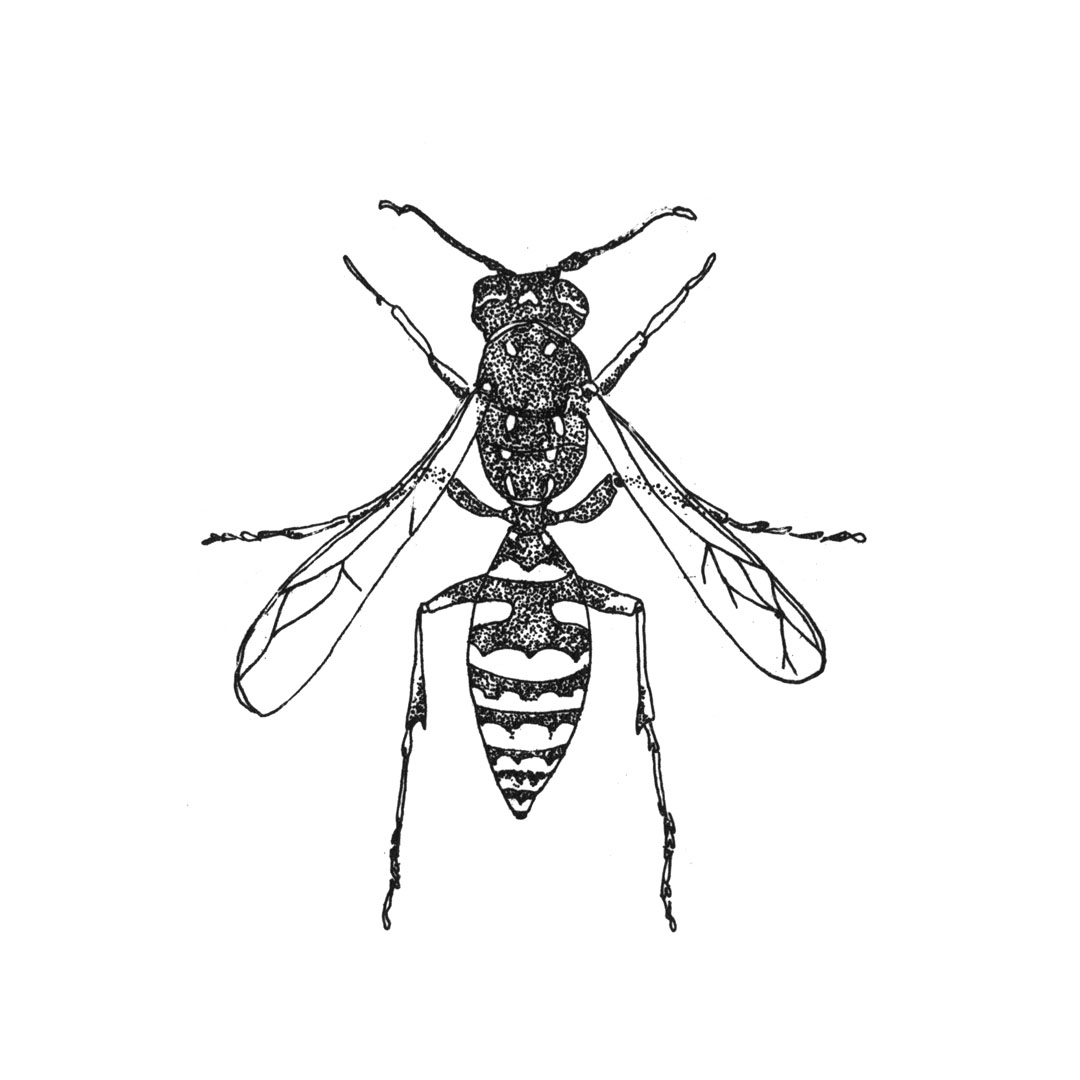 7INSECTES2019 (3)